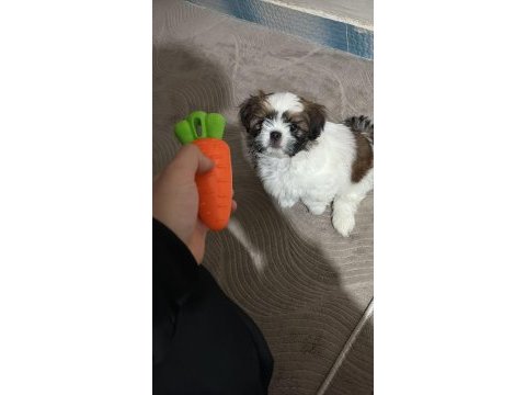 Köpeğimiz rio yuva arıyor