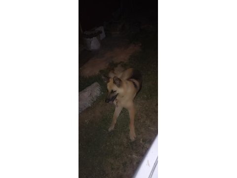 Kangal köpeği ve alman kurdu
