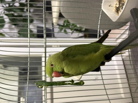 2 aylık pakistan papağanı