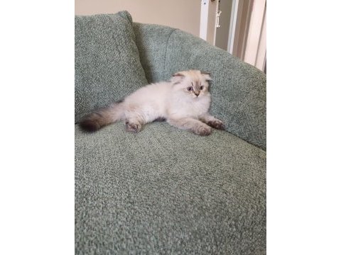 British longhair prenses yuvasını arıyor