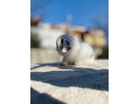 Teddy lop tavşanı yavrular sahiplendirilecek