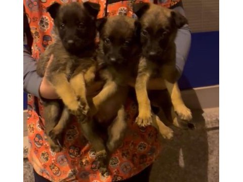Safkan belçika malinois yavrular