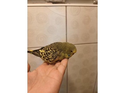 Jumbo muhabbet kuşu bebişler