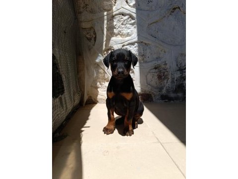 Doberman yavrularımız
