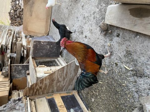 Besili köy horozu damızlık ve kesmelik
