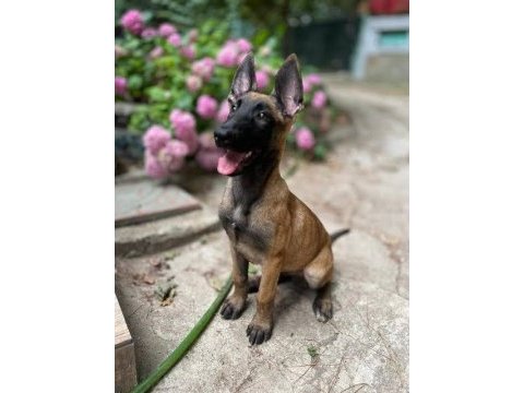 Ruhsatlı köpek çifliğinden b kurdu yavrular a scrli