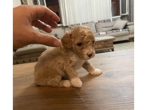 Çok tatlı orijinal toy poodle yavruları