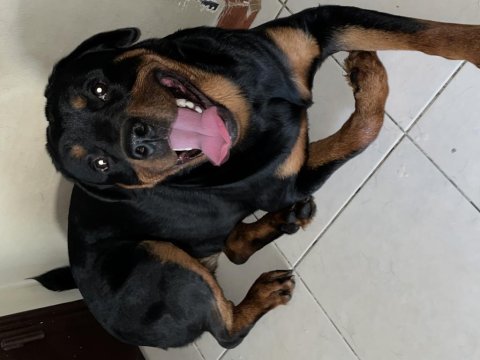 12 aylık erkek rott 50 kilo istanbul