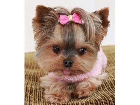 Yorkshire terrier yavrular mükemmel güzellik