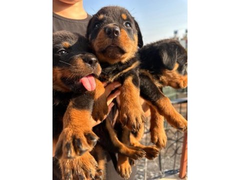 Rottweiler