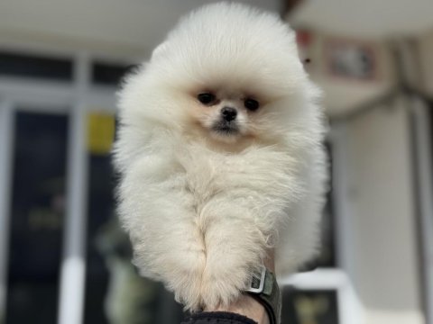 Petmode köpek çiftliğinden teddy pomeranian