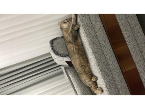 Scottish fold dişi kedimiz nadir tüy rengine sahip