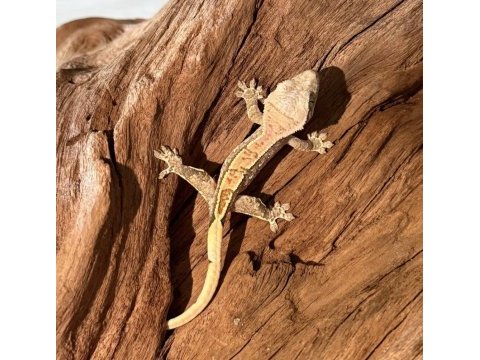 Crested geckolar