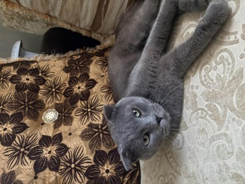 British shorthair kedisi