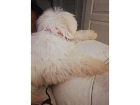Maltese terrier paşa