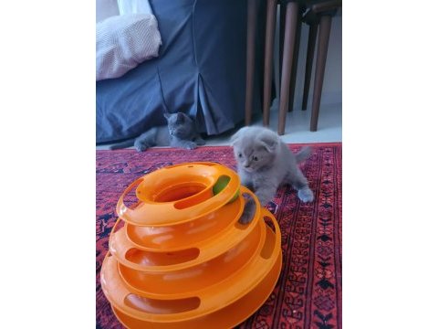 2 aylık dişi güzeller güzeli yavru scottish fold