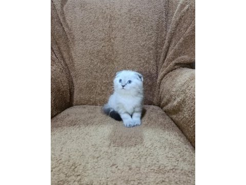 Scottish fold shorthair lynx point oğlumuz