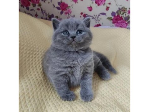 British shorthair sağlıklı oyuncu bebekler