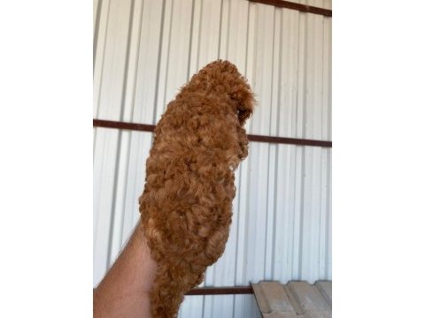 2 aylık erkek/dişi toy poodle