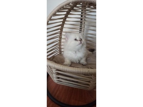 British longhair saf kan yavru