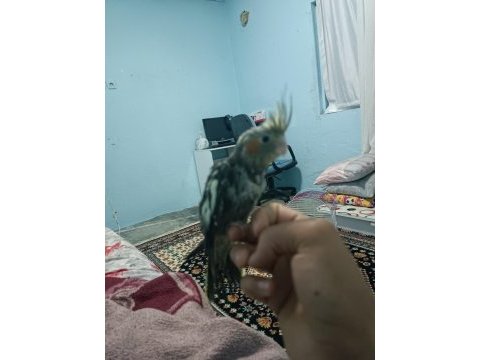 Yavru sultan papağanı
