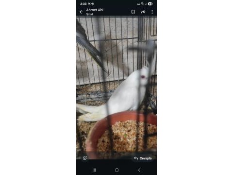 Sultan papağan albino lutini wi-fi yavru