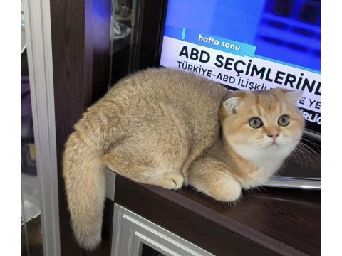 Golden scottish fold erkek yavru