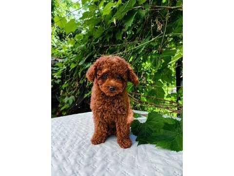 Irk garantili kore kan red brown toy poodle