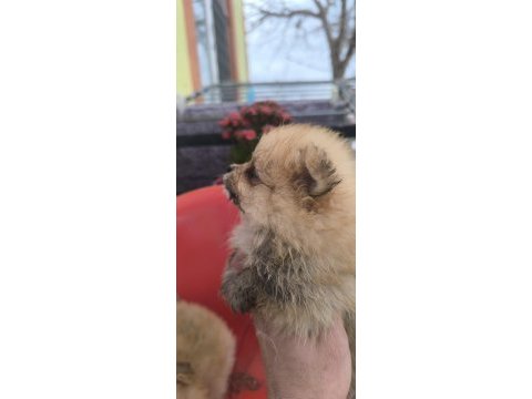 Bu pomeranian güzellikler sahiplendirmek için sizi bekliyor