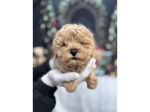Mini boy maltipoo sahibini bekliyor