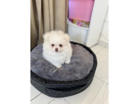 Beyaz pomeranian çocuğu