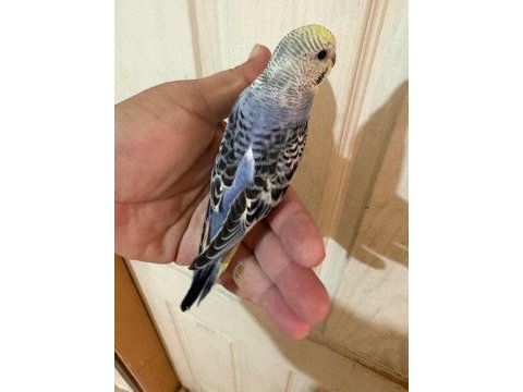 33 günlük konuşturmalık bebek muhabbet kuşlar