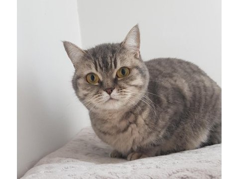 Evimizin fındık burunlusu british shorthair