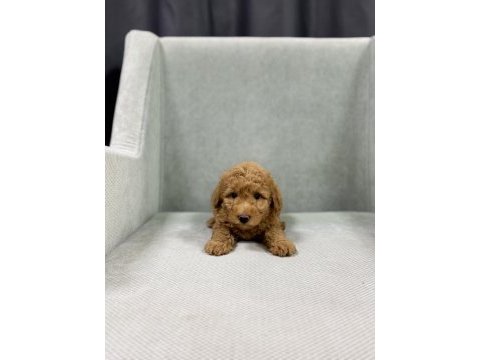 Minik toy poodle bebeleri