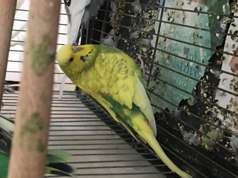 Sağlık sorunlarından dolayı acil muhabbet kuşu