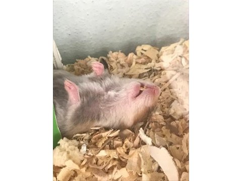 Sağlıklı yavru hamster
