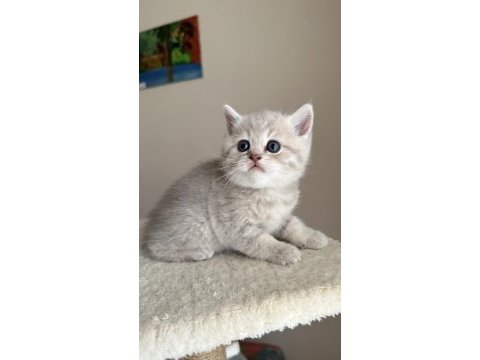 3 aylık erkek british shorthair