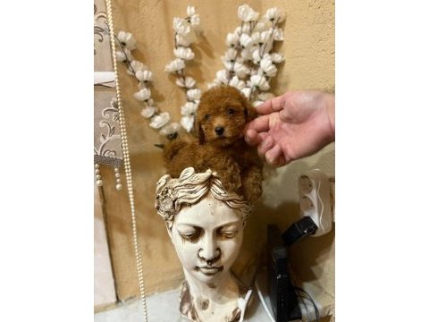 Küçük poodle prensesler