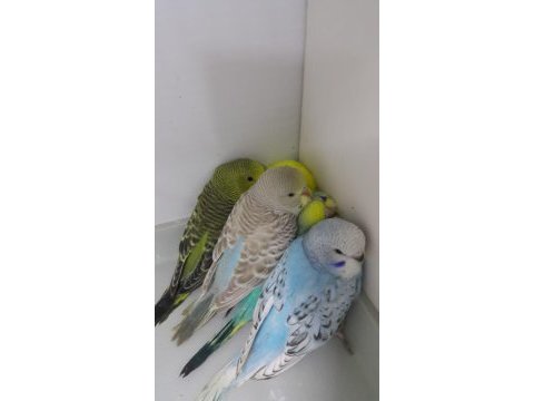 Renk renk bebekler alışma garantili muhabbet kuşlar