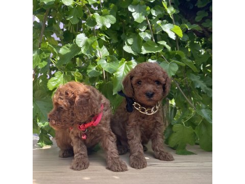 Sağlık ve ırk garantili toy poodle yavrularımız