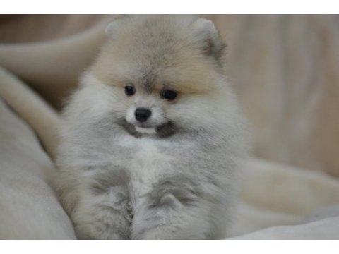 Pomeranian daha güzeli yok