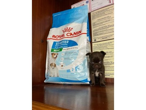 En mini boy teacup chihuahua bebekler