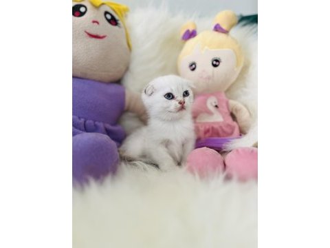 Sıfır kulak scottish fold dişi