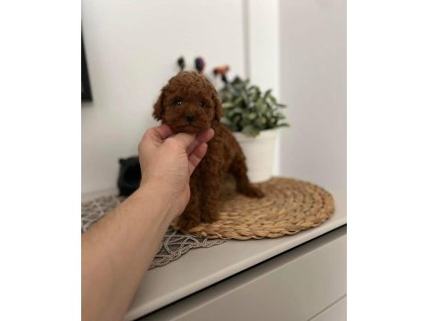 A kalite red brown toy poodle