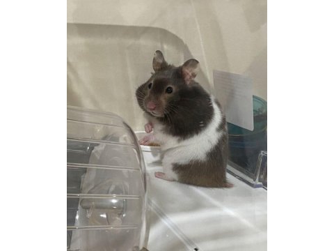 Hamster-gonzales yavrularımız heryere gönderim