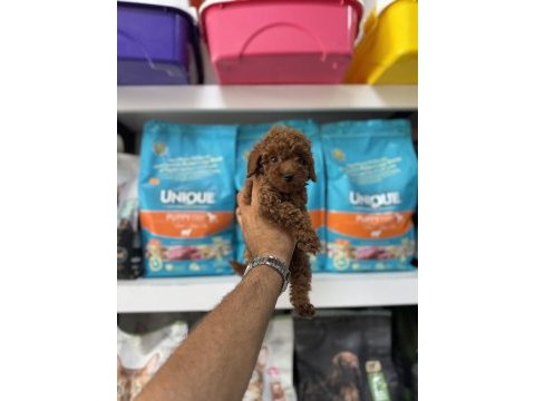 Toy poodle yavruları