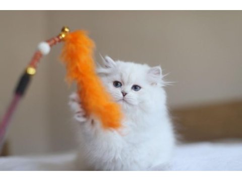 British longhair full şecereli safkan dişi