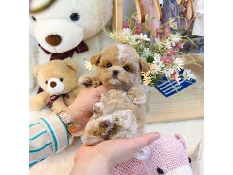 Fincan boy maltipoo bebeklerim kapıda ödemeli
