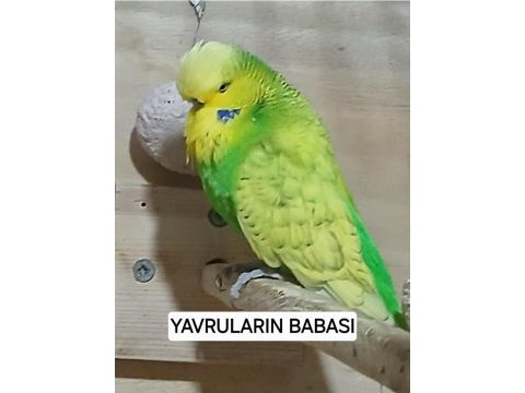 Show jumbo yavru kuşlar