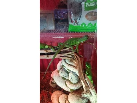 Yavru yeşil iguana